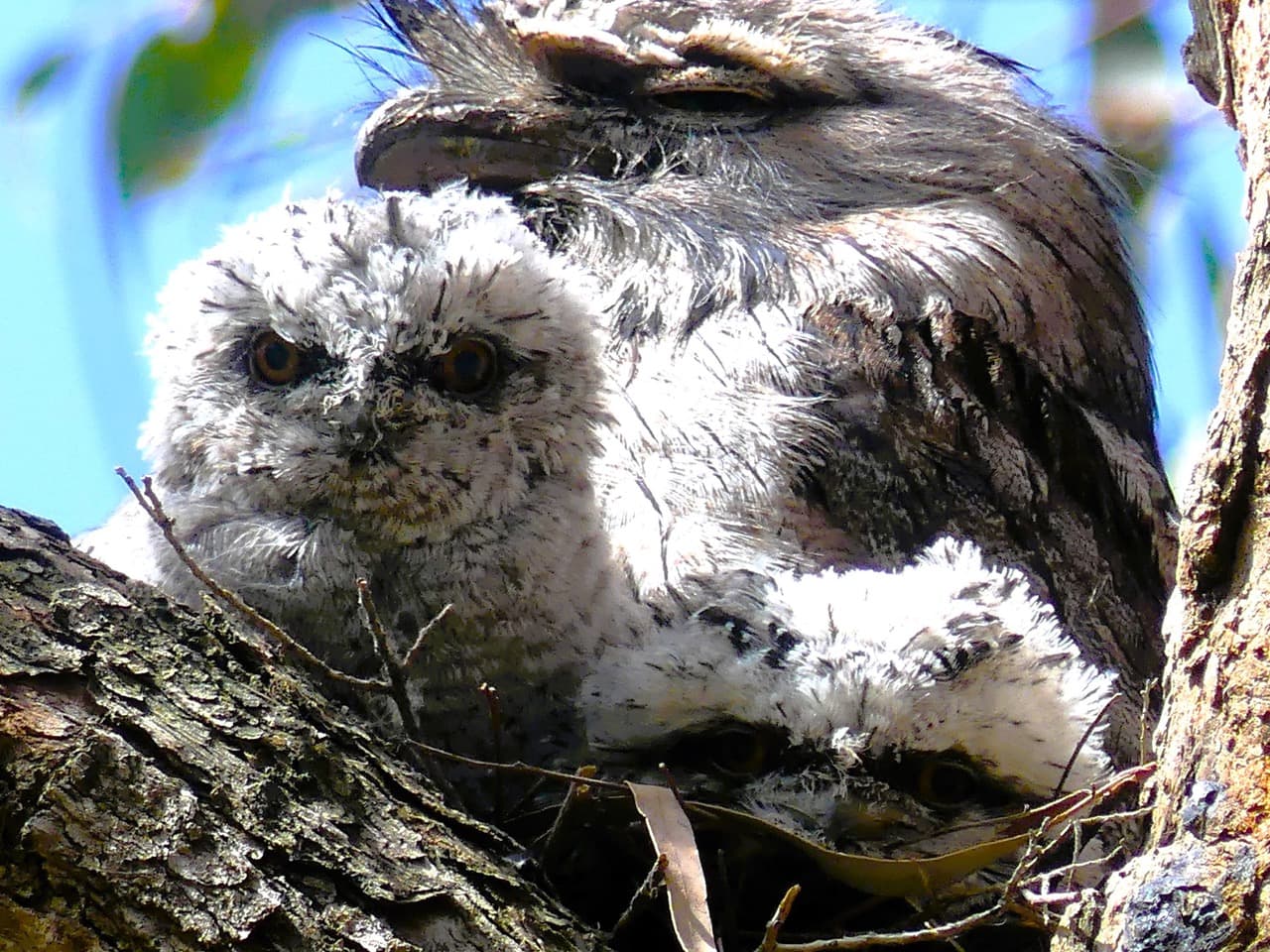 Sightings around Blackburn Lake