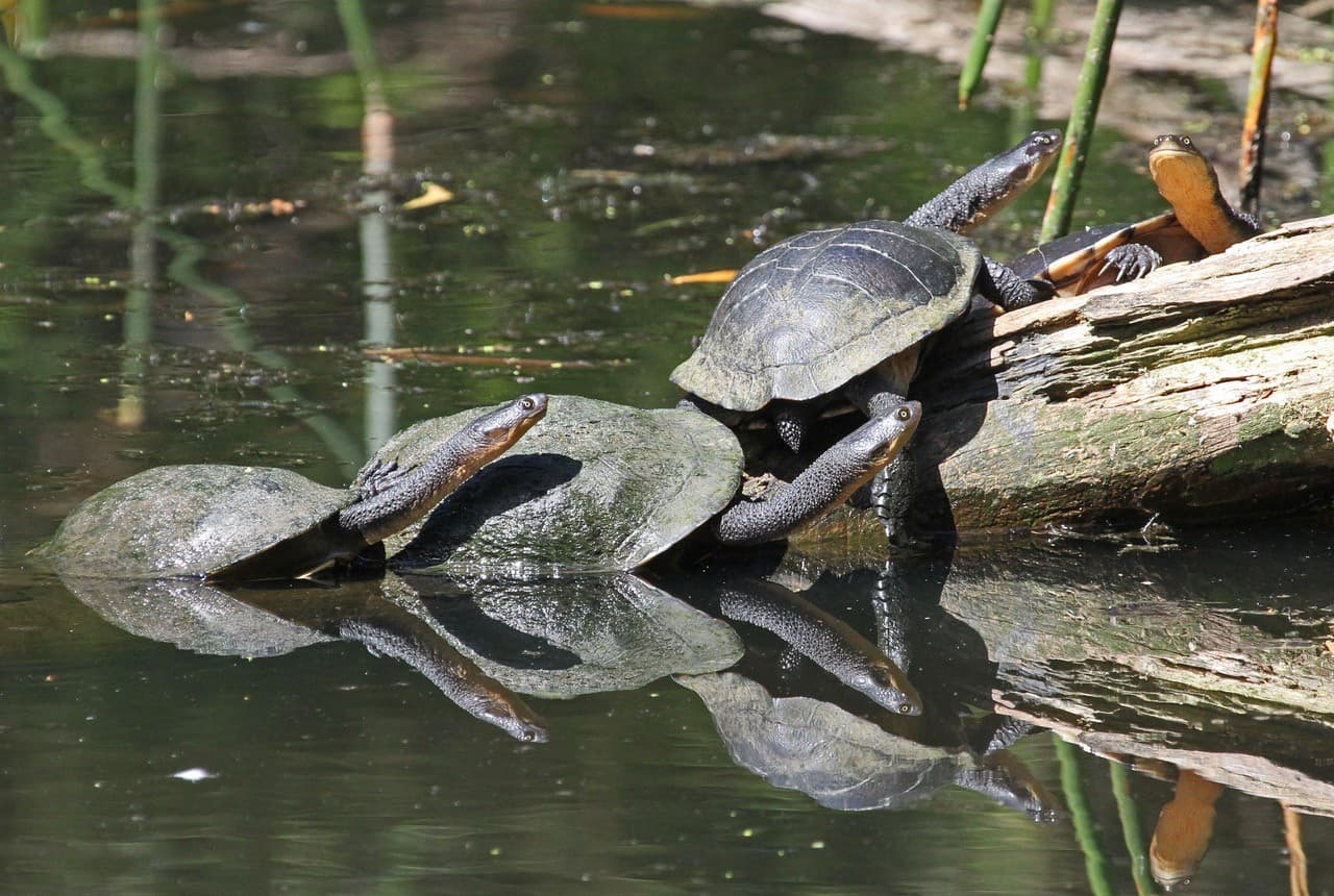Park appreciation walk - 22 Feb