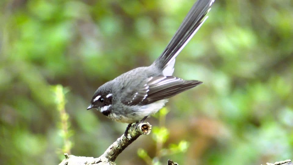 Working bee - 14 March