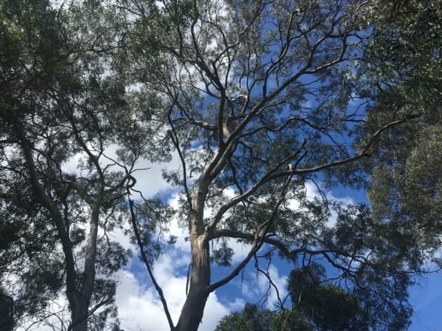 Eucalyptus identification walk - 22 March