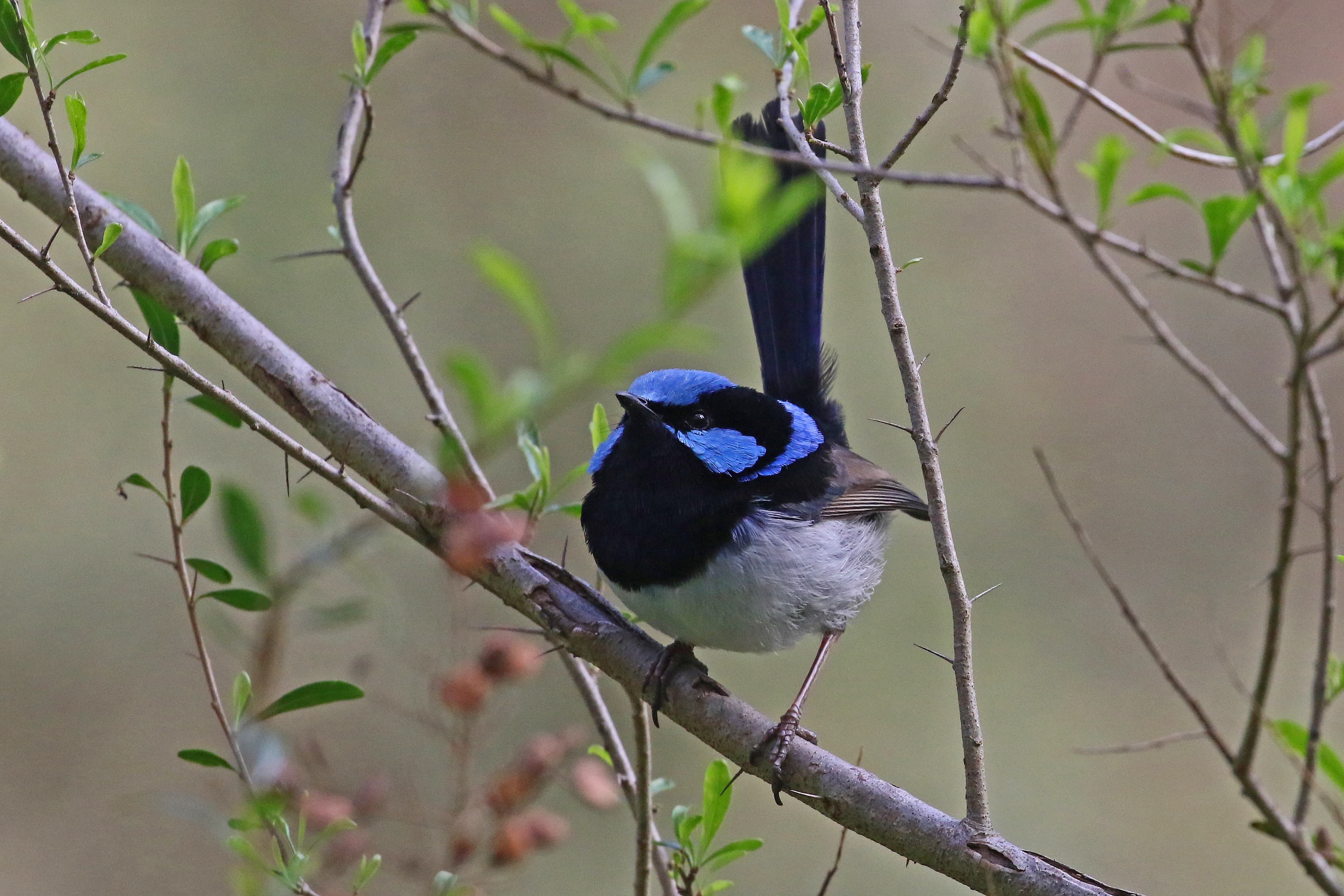 Autumn Bird Survey - 28 March