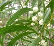 Wattle Day Forest Therapy (booking required) - 29 August