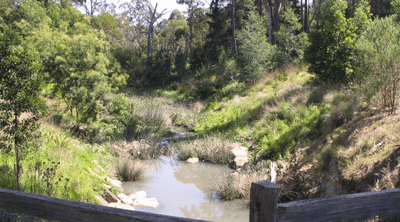 Wetlands Regeneration Project — Community Celebration
