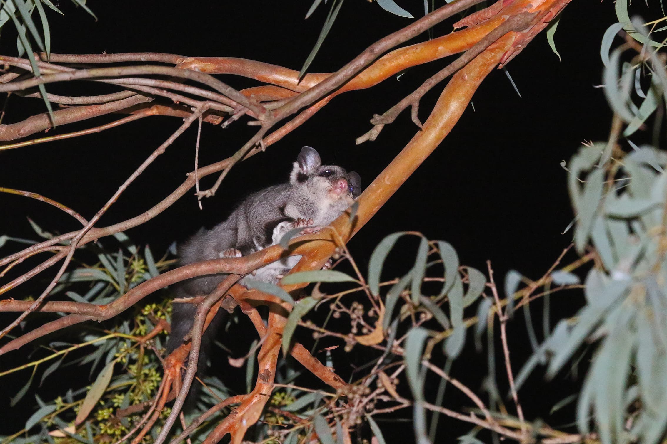Possum Prowl: a night of nocturnal discoveries